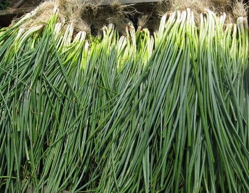 如何利用保鮮冷庫對大蔥進行正確儲藏？