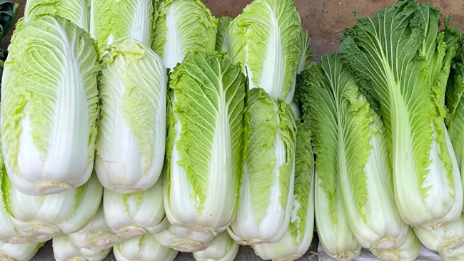 白菜冷庫能儲存多久?白菜冷庫保鮮1-4個月技術(shù)